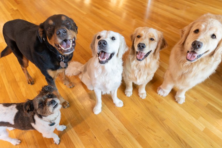The five Blue Ridge office dogs